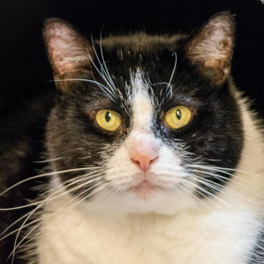 Enlarge Rosie, a Adoptable Domestic Short Hair in Middletown, NY image 2/6