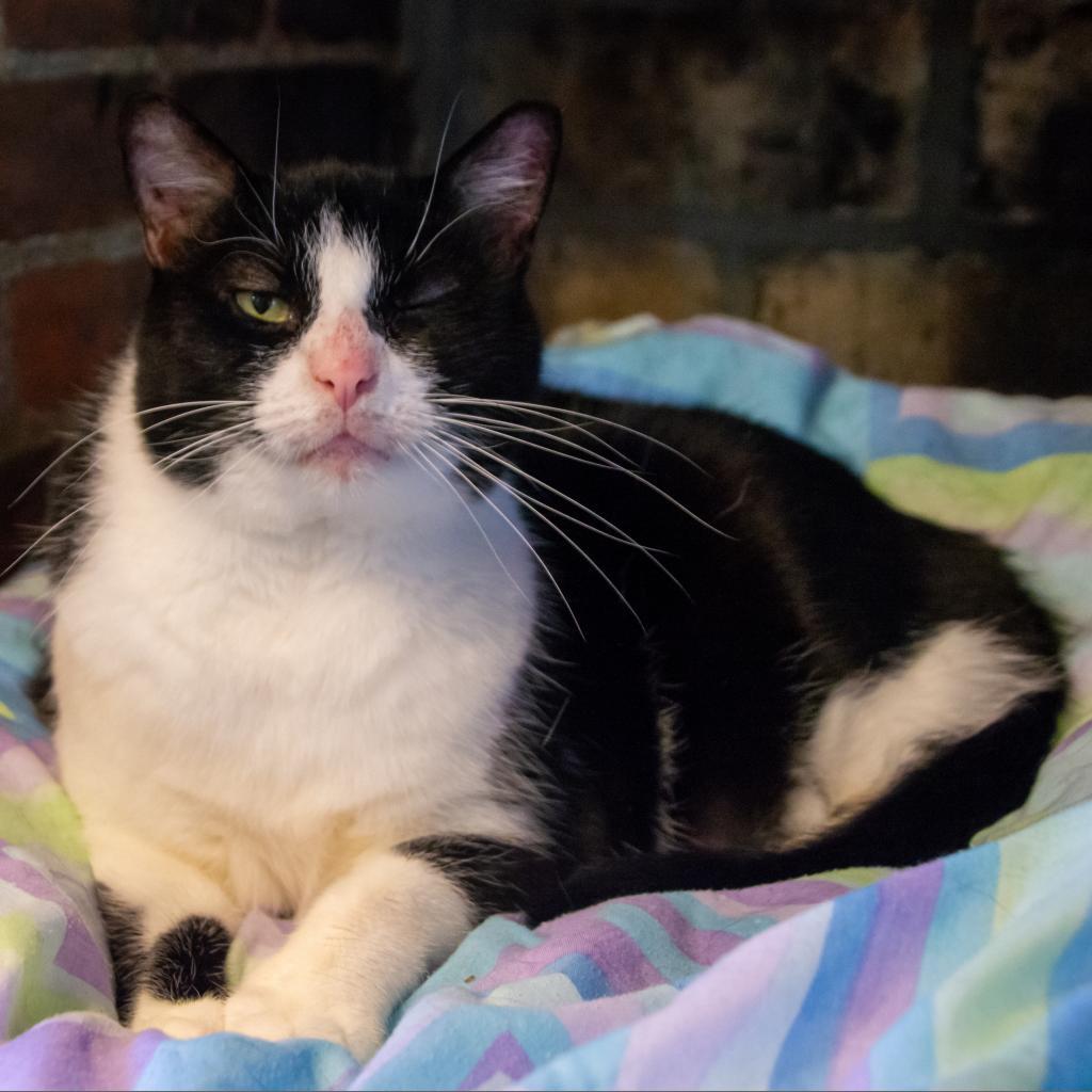 Enlarge Rosie, a Adoptable Domestic Short Hair in Middletown, NY image 3/6