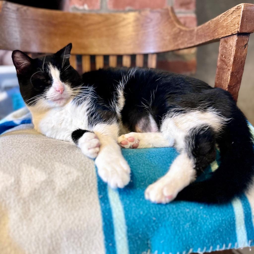 Enlarge Rosie, a Adoptable Domestic Short Hair in Middletown, NY image 4/6