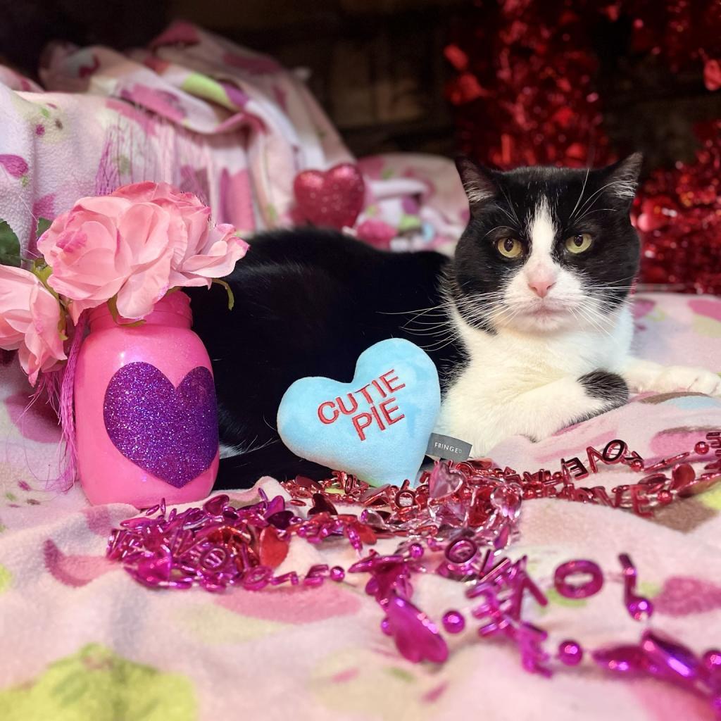 Enlarge Rosie, a Adoptable Domestic Short Hair in Middletown, NY image 5/6
