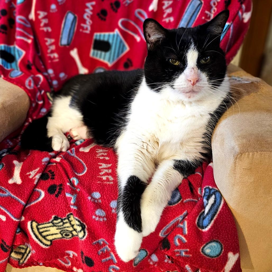 Enlarge Rosie, a Adoptable Domestic Short Hair in Middletown, NY image 6/6