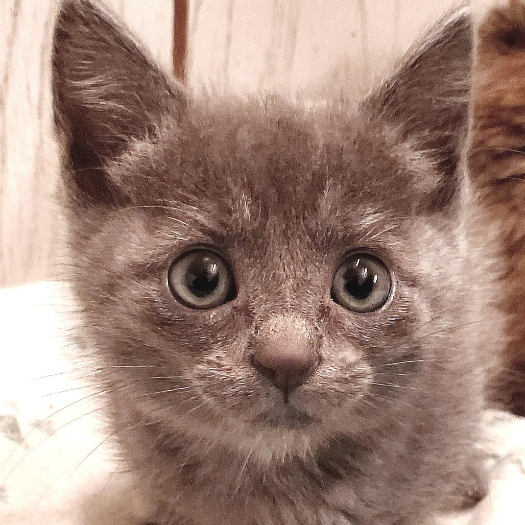 Luna, Adoptable, Kitten Female Domestic Short Hair.