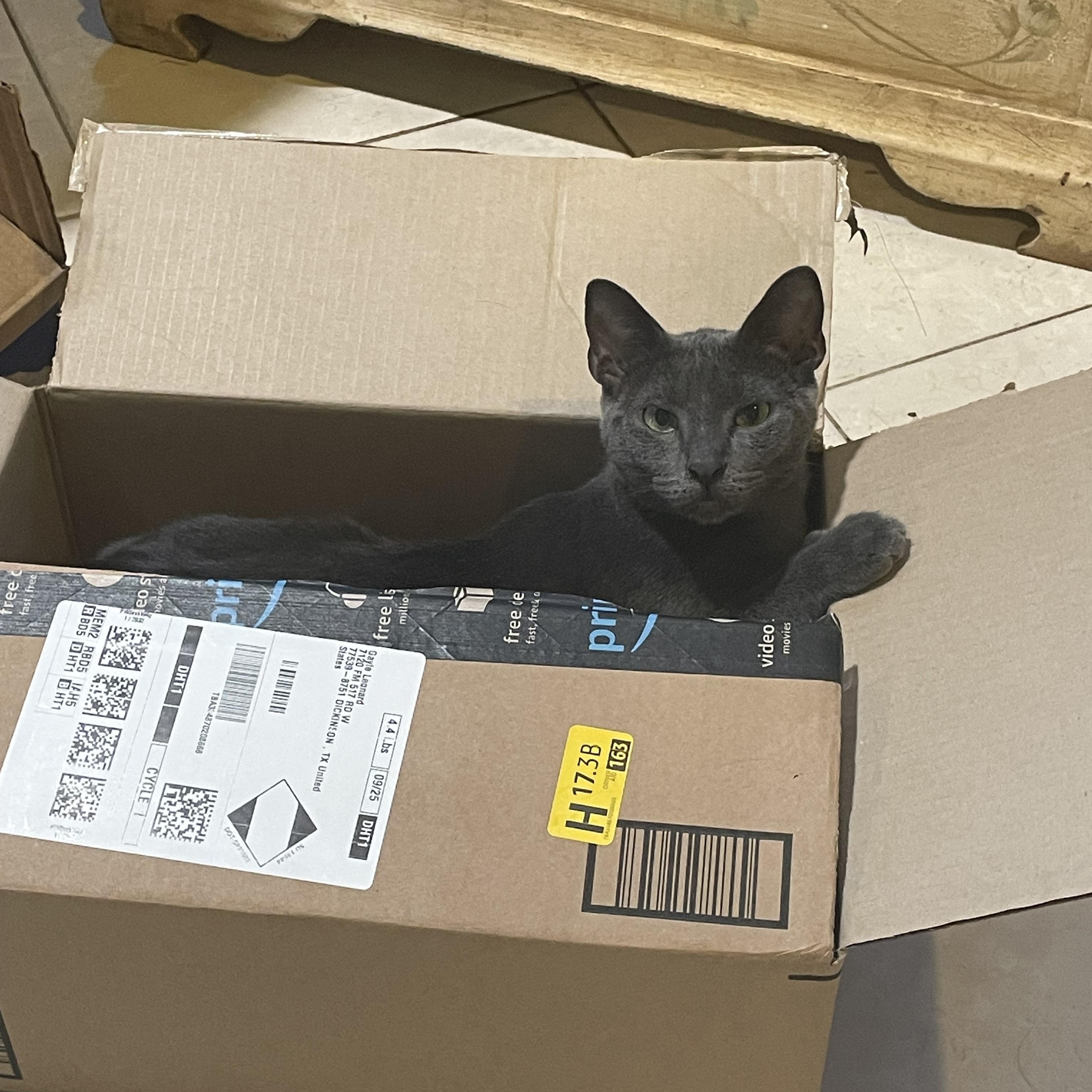 Enlarge Blair, a Adoptable Russian Blue in PUTNAM, CT image 6/6