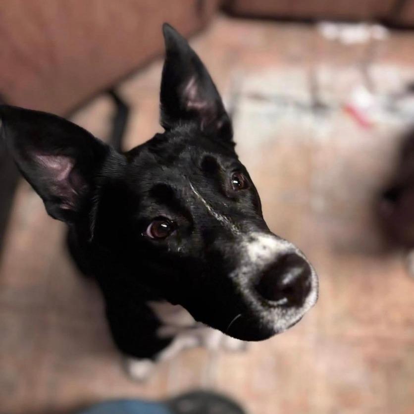 December, Adoptable, Adult Female Australian Kelpie & Border Collie.