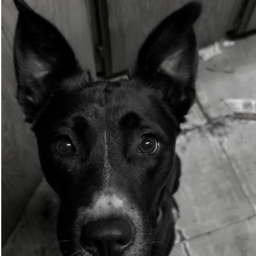 Enlarge December, a Adoptable mixed breed in Stagecoach, NV image 2/5