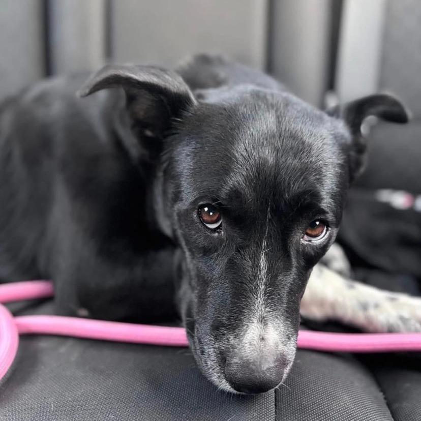 Enlarge December, a Adoptable mixed breed in Stagecoach, NV image 3/5