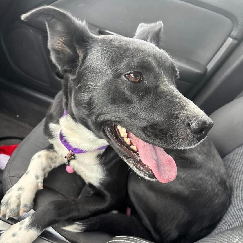 Enlarge December, a Adoptable mixed breed in Stagecoach, NV image 4/5