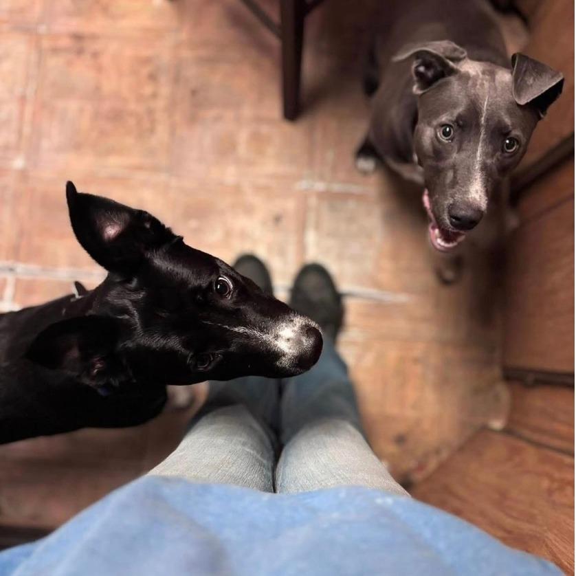 Enlarge December, a Adoptable mixed breed in Stagecoach, NV image 5/5