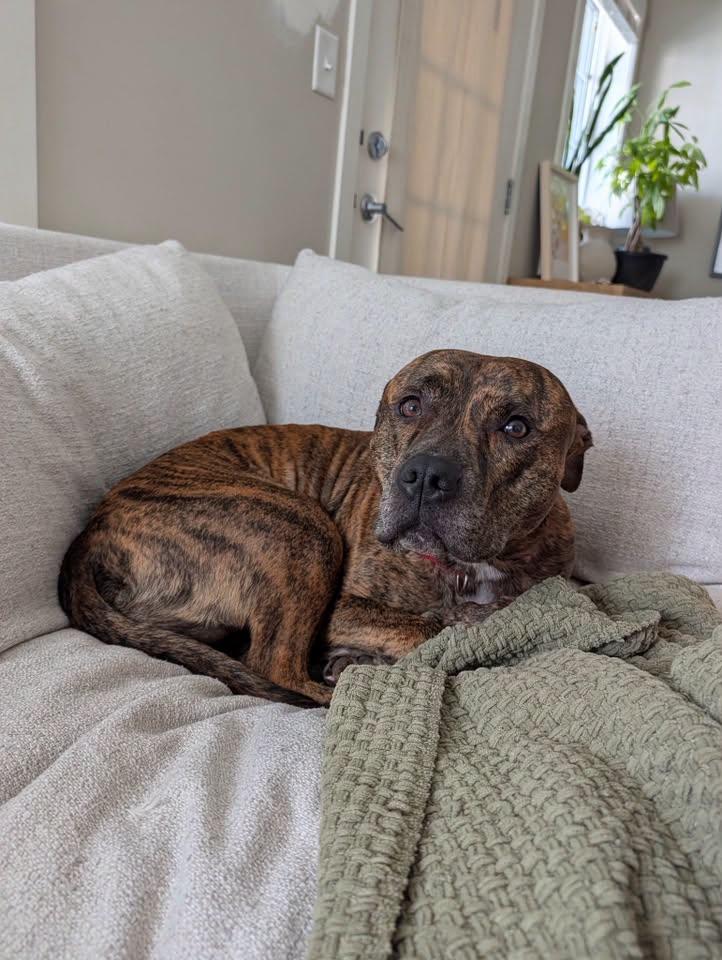 Enlarge Koda, a ADOPTABLE mixed breed in Winnipeg, MB image 3/3