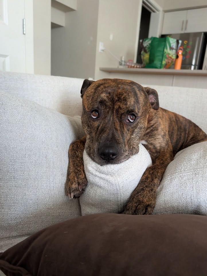 Enlarge Koda, a ADOPTABLE mixed breed in Winnipeg, MB image 1/3