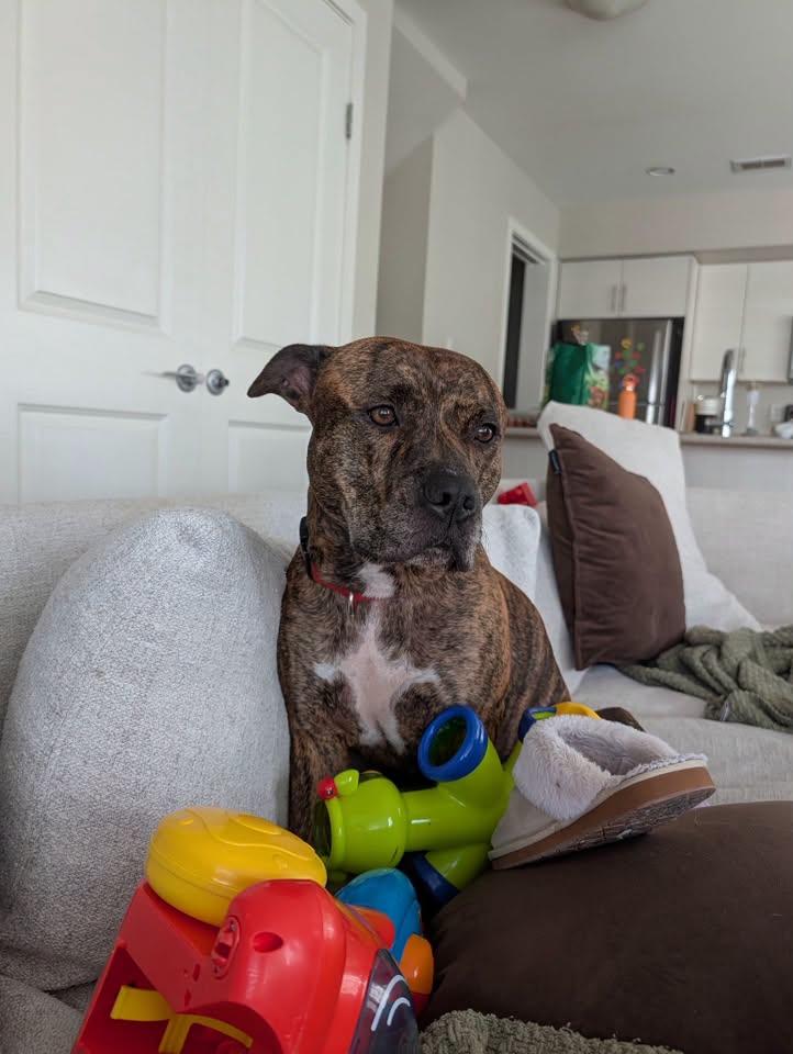 Enlarge Koda, a ADOPTABLE mixed breed in Winnipeg, MB image 2/3