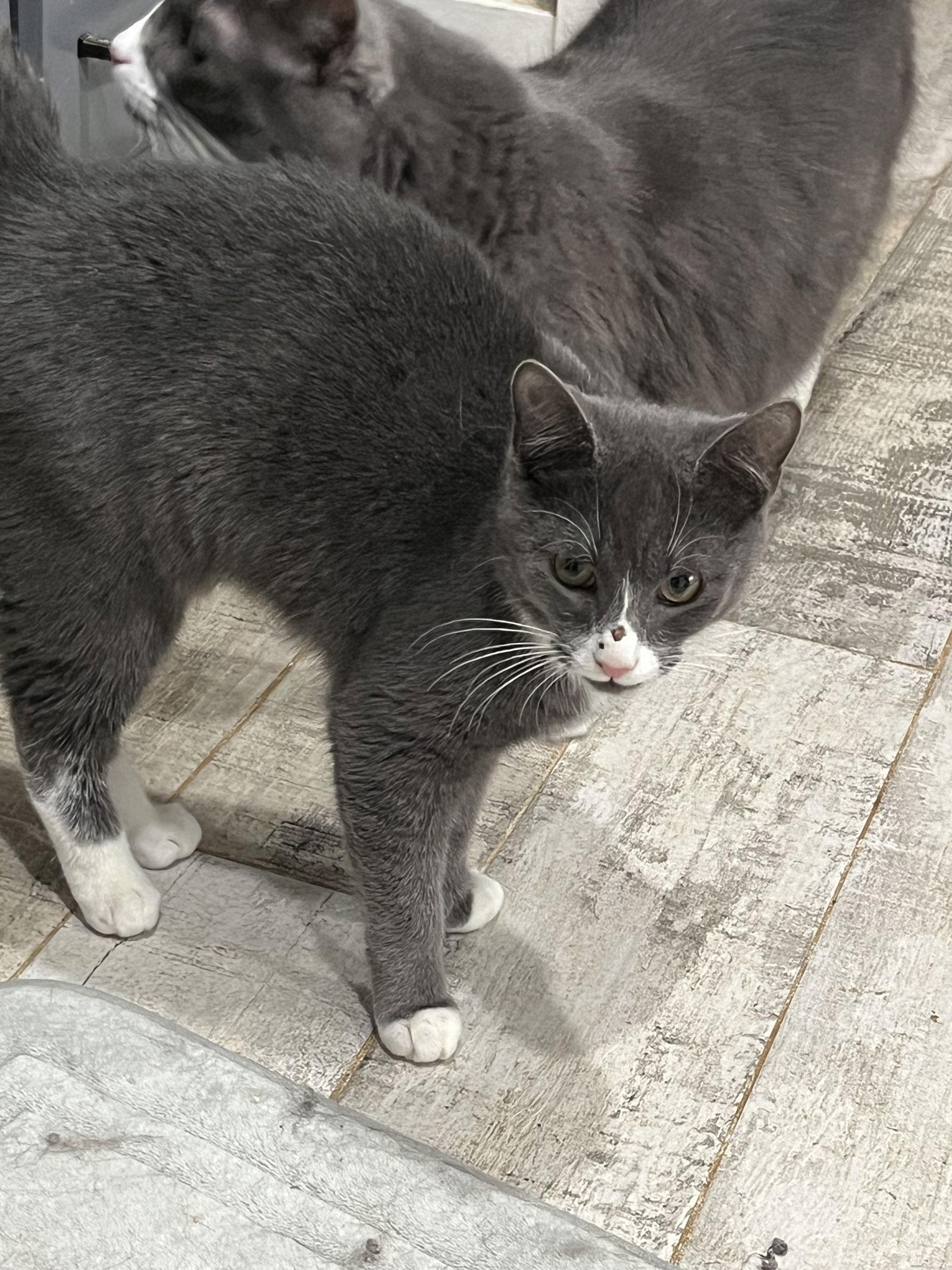Star, Adoptable, Kitten Male Tuxedo.