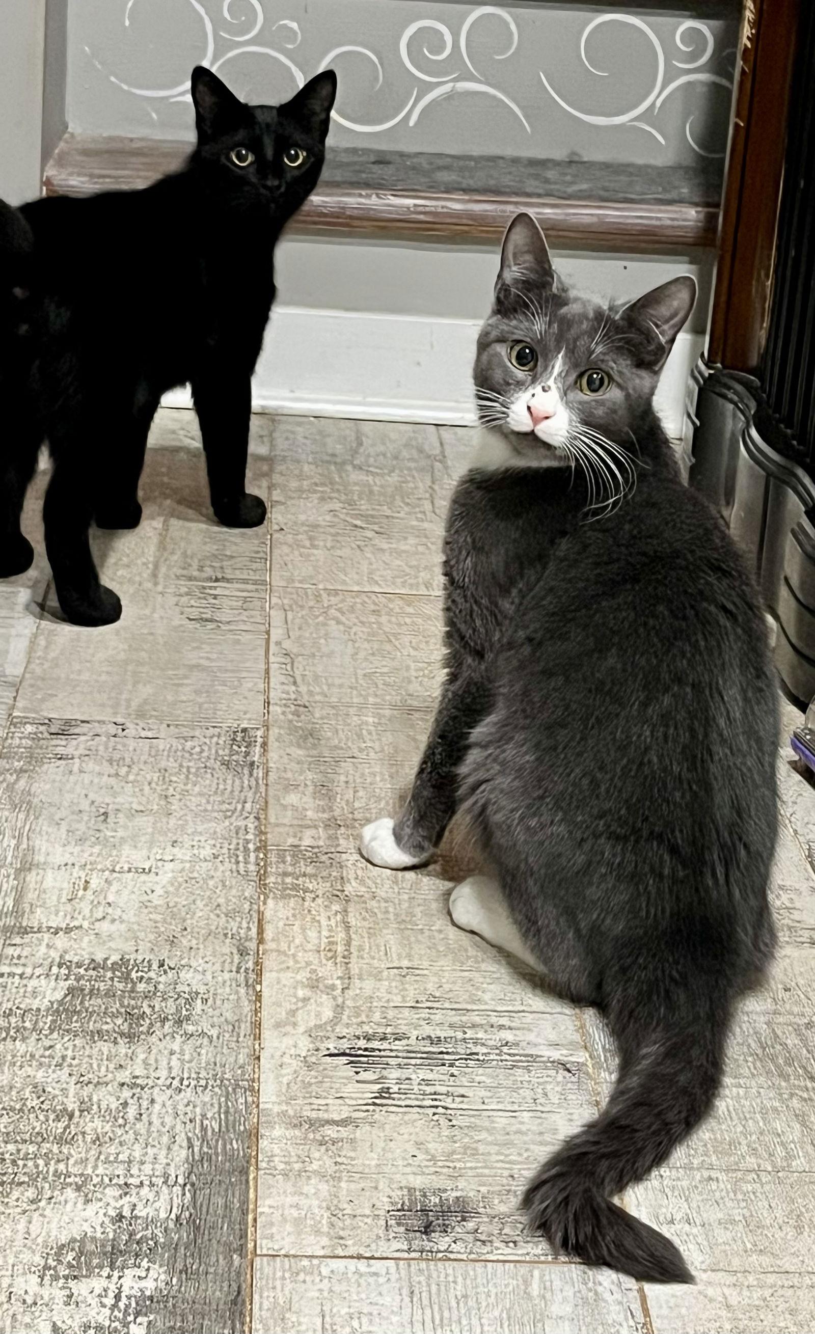 Enlarge Star, a Adopted Tuxedo in Rural Hall, NC image 2/3