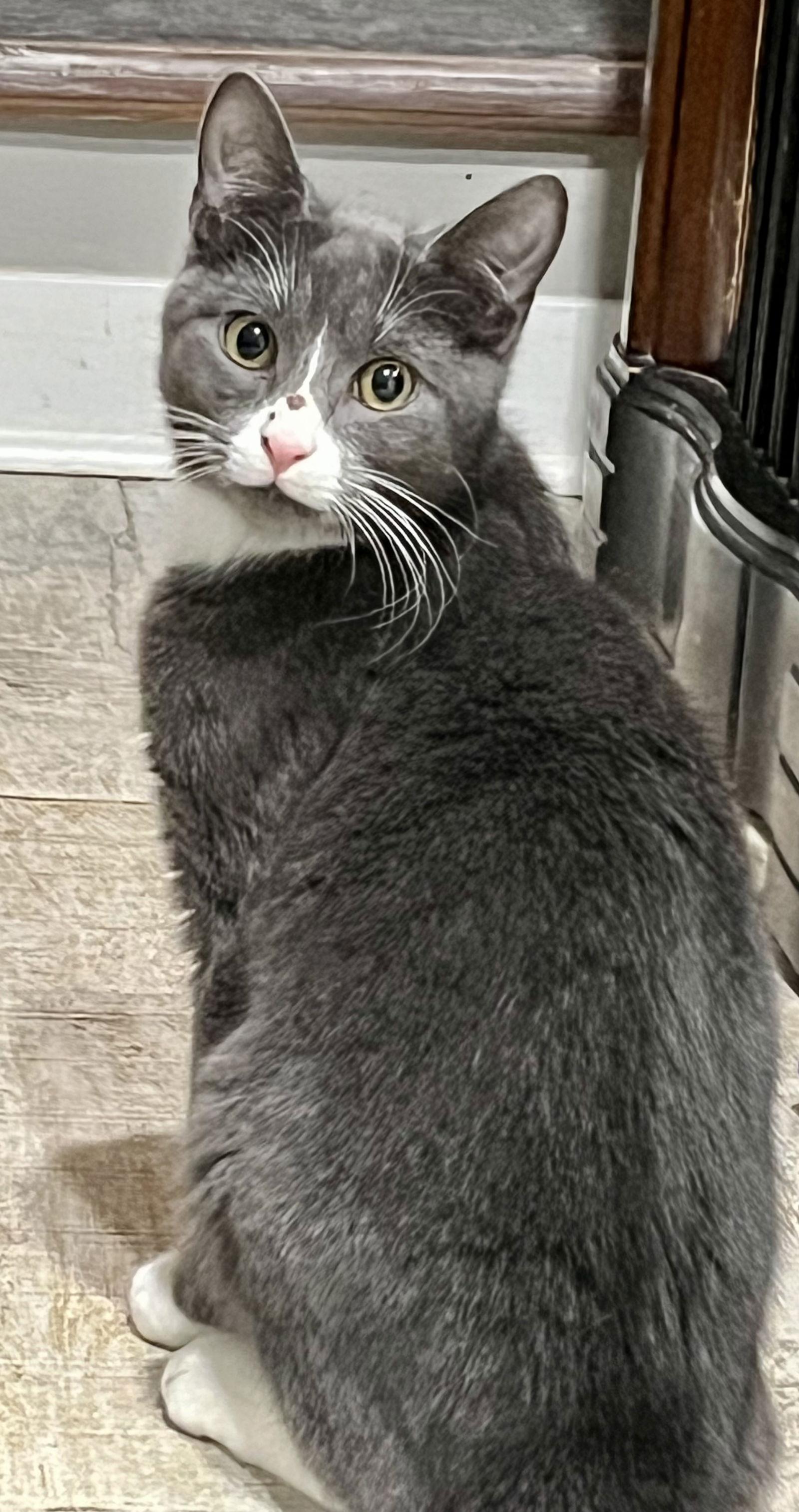 Enlarge Star, a Adopted Tuxedo in Rural Hall, NC image 3/3
