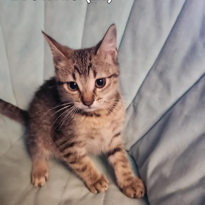 Brownie, a Adoptable Domestic Short Hair in Orono, MN image 5/5