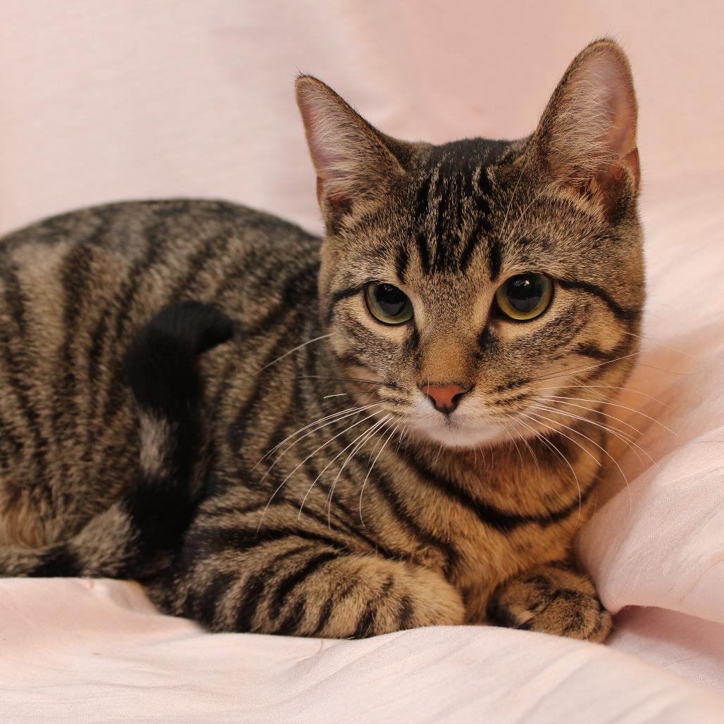 Brownie, a Adoptable Domestic Short Hair in Orono, MN image 1/5