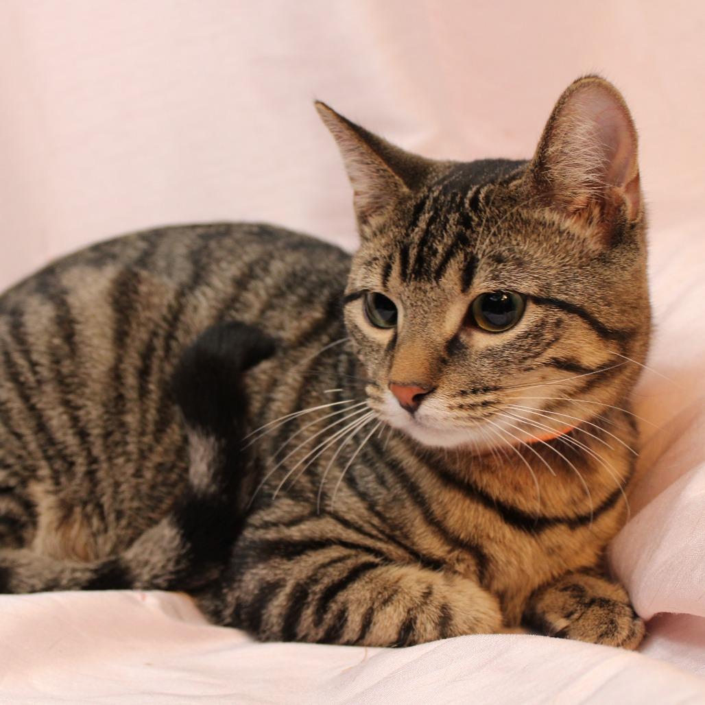 Brownie, a Adoptable Domestic Short Hair in Orono, MN image 2/5