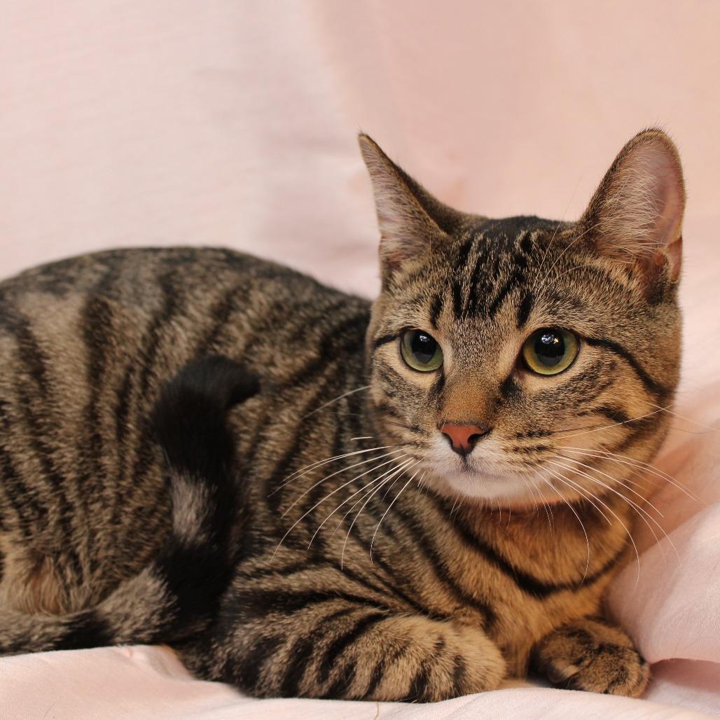 Brownie, a Adoptable Domestic Short Hair in Orono, MN image 3/5