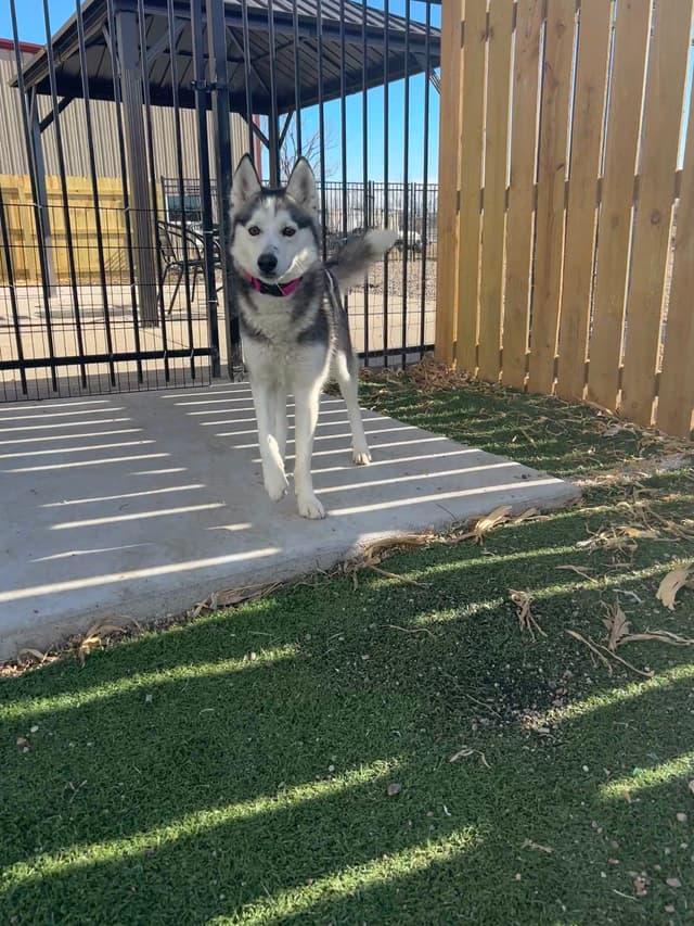 Enlarge Sally, a ADOPTABLE Siberian Husky in Seward, NE image 4/4