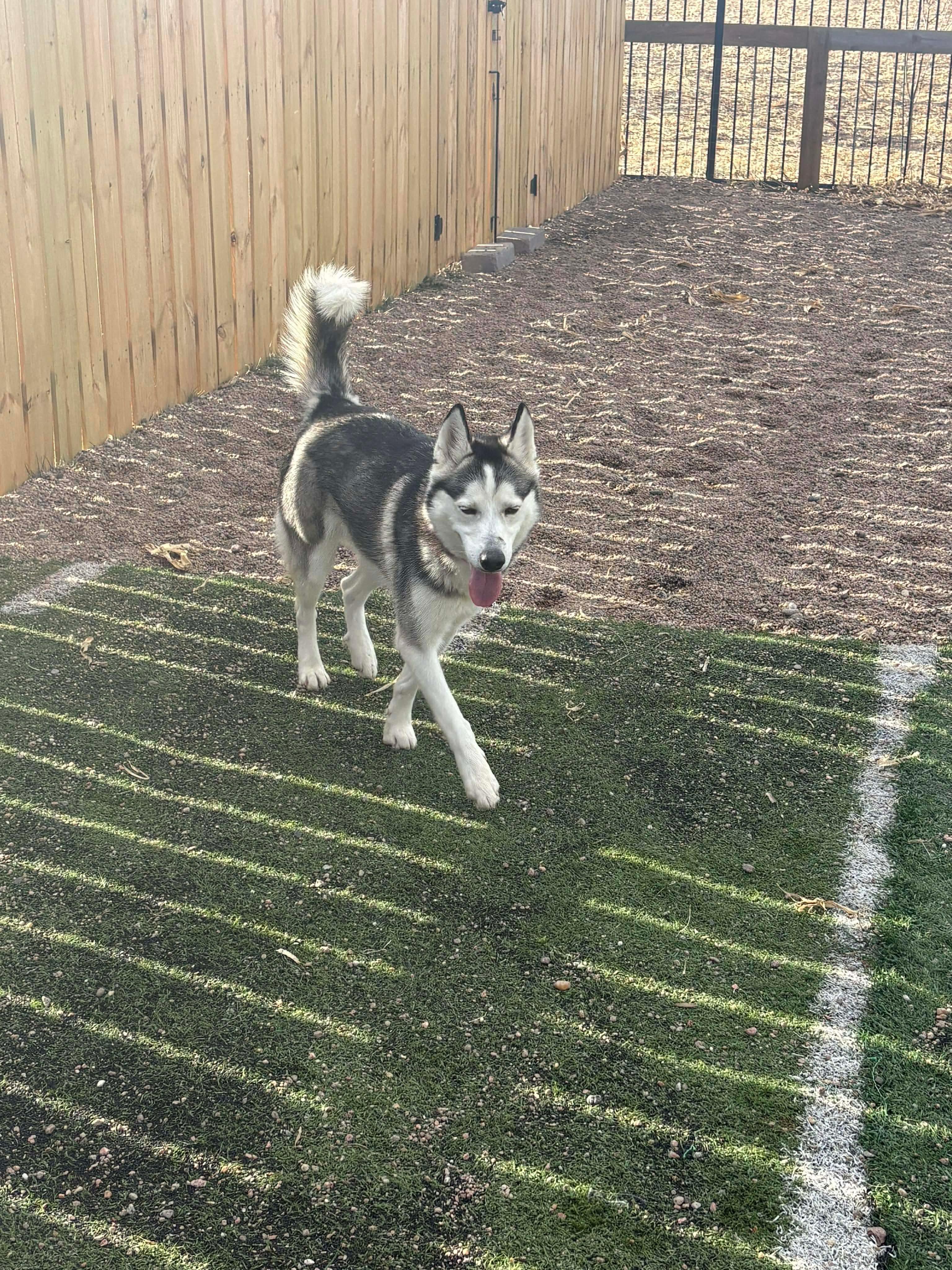 Sally, ADOPTABLE, Young Female Siberian Husky.
