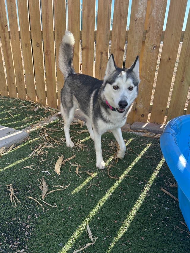 Enlarge Sally, a ADOPTABLE Siberian Husky in Seward, NE image 2/4