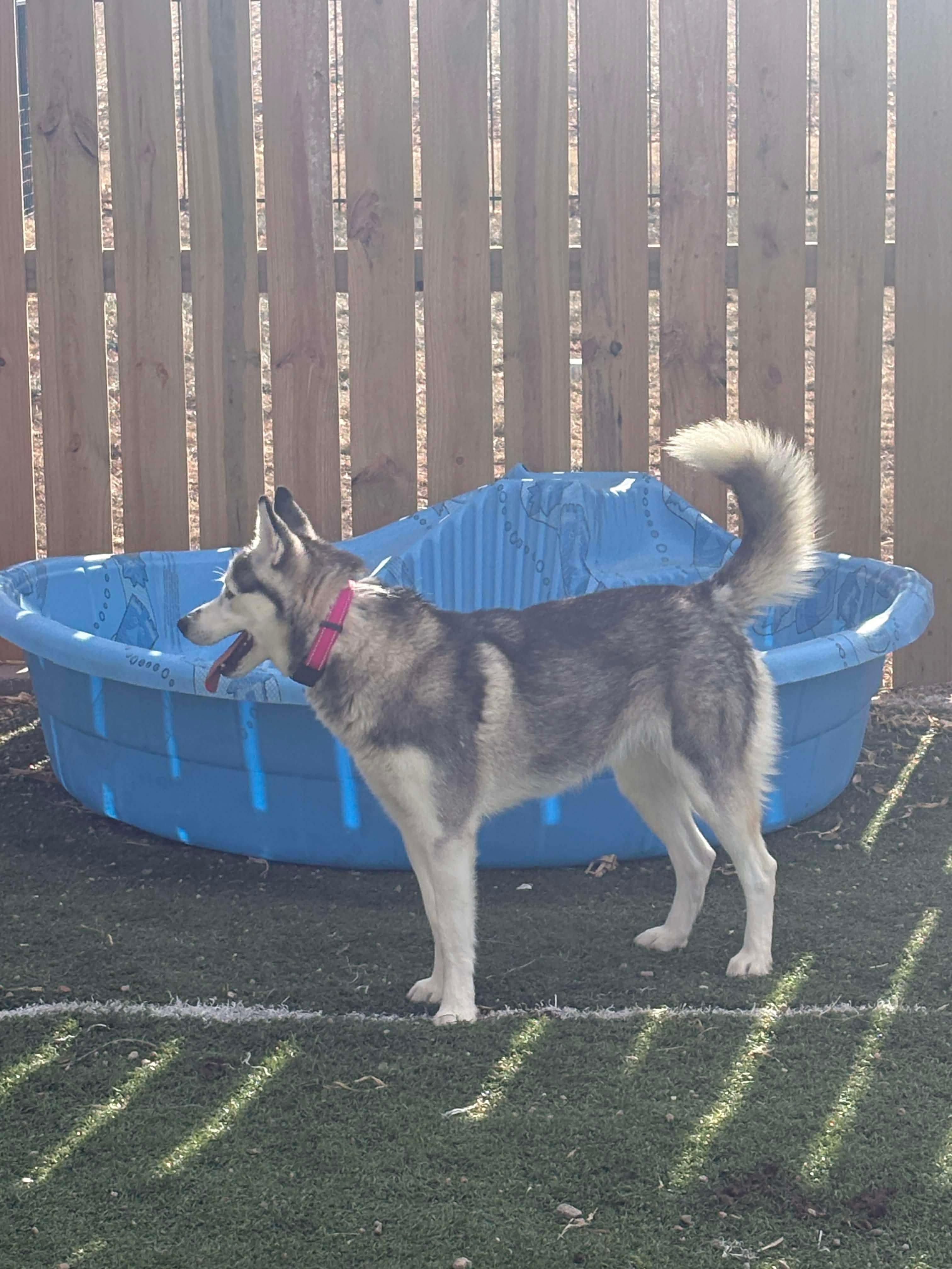 Enlarge Sally, a ADOPTABLE Siberian Husky in Seward, NE image 3/4
