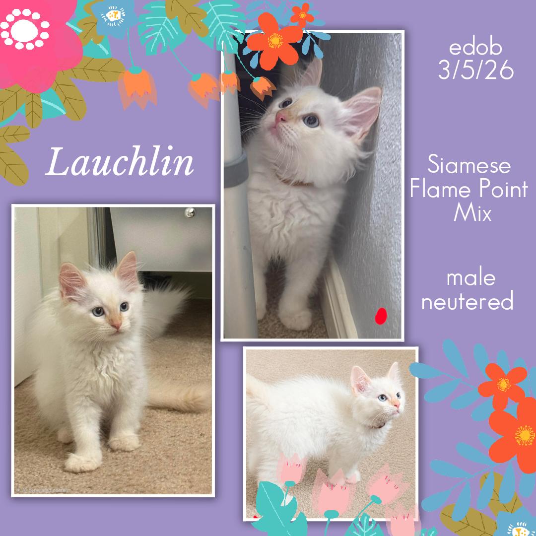Enlarge Lauchlin BR14298-T LOCAL Adoption Event in Burlington 5-22, an adopted mixed breed in Burlington, WA image 5/5