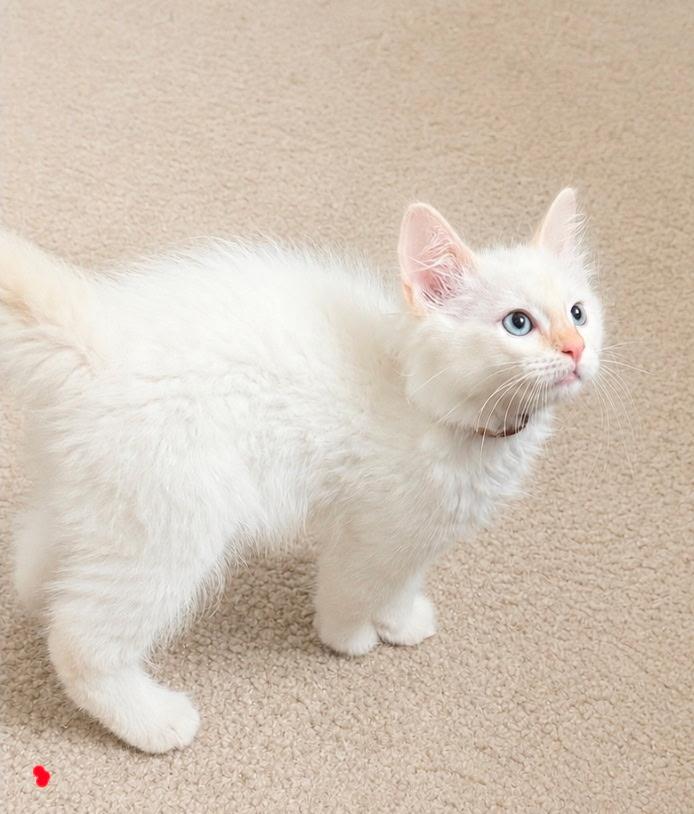 Lauchlin BR14298-T LOCAL Adoption Event in Burlington 5-22, adopted, Kitten Male Siamese.