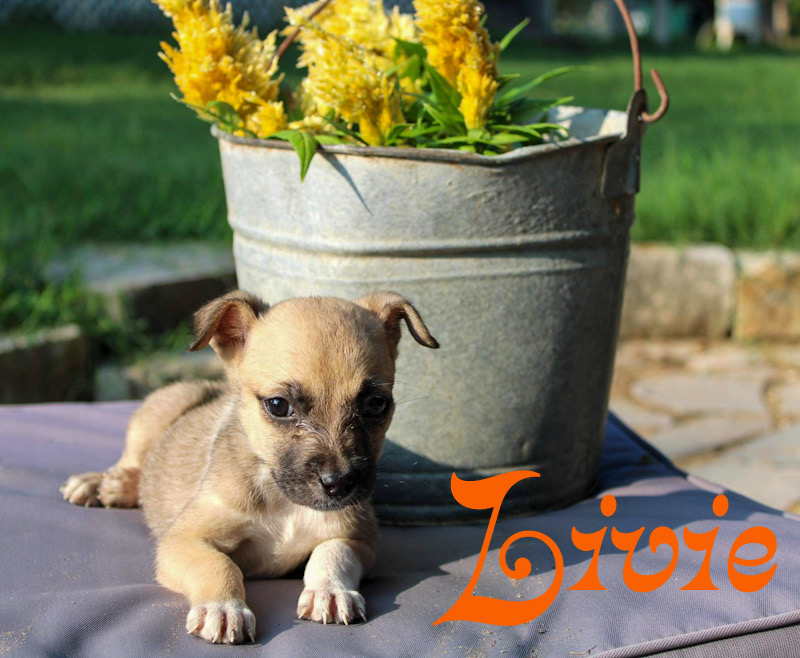 Dog for adoption Livie, a Chihuahua in Sewaren, NJ Petfinder