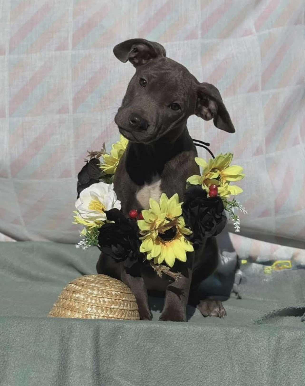 Enlarge Magnolia, a Adoptable Mixed Breed in Northwood, NH image 1/1