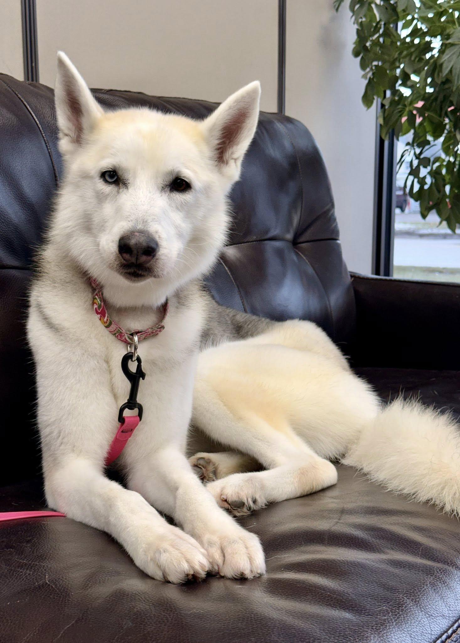 Enlarge Sheba , a ADOPTABLE mixed breed in Clarion, IA image 3/6