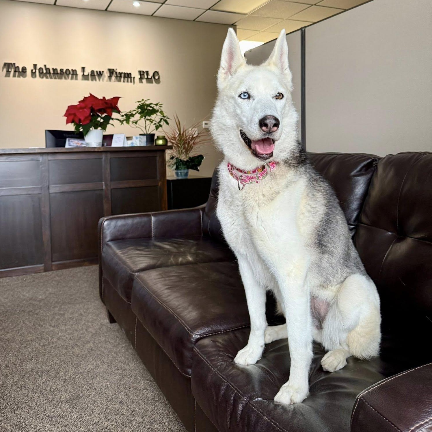 Sheba , ADOPTABLE, Adult Female Husky & Shepherd.