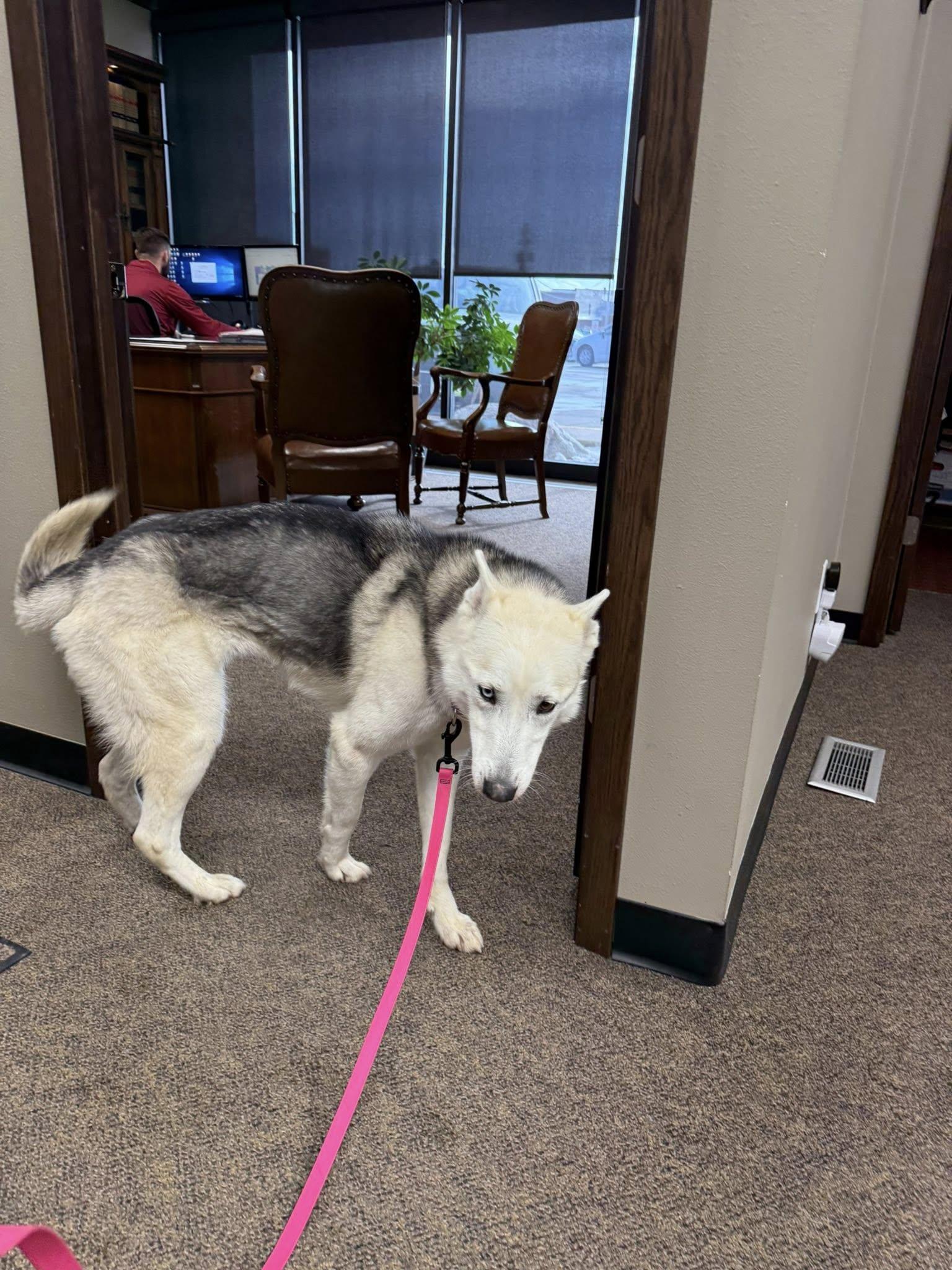 Enlarge Sheba , a ADOPTABLE mixed breed in Clarion, IA image 5/6