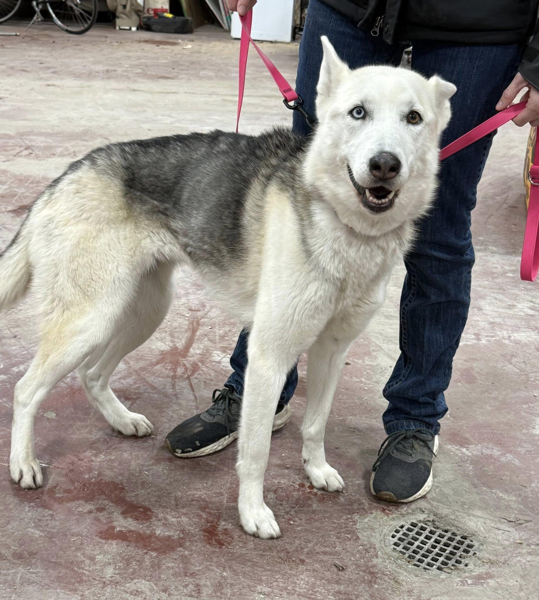 Enlarge Sheba , a ADOPTABLE mixed breed in Clarion, IA image 2/6