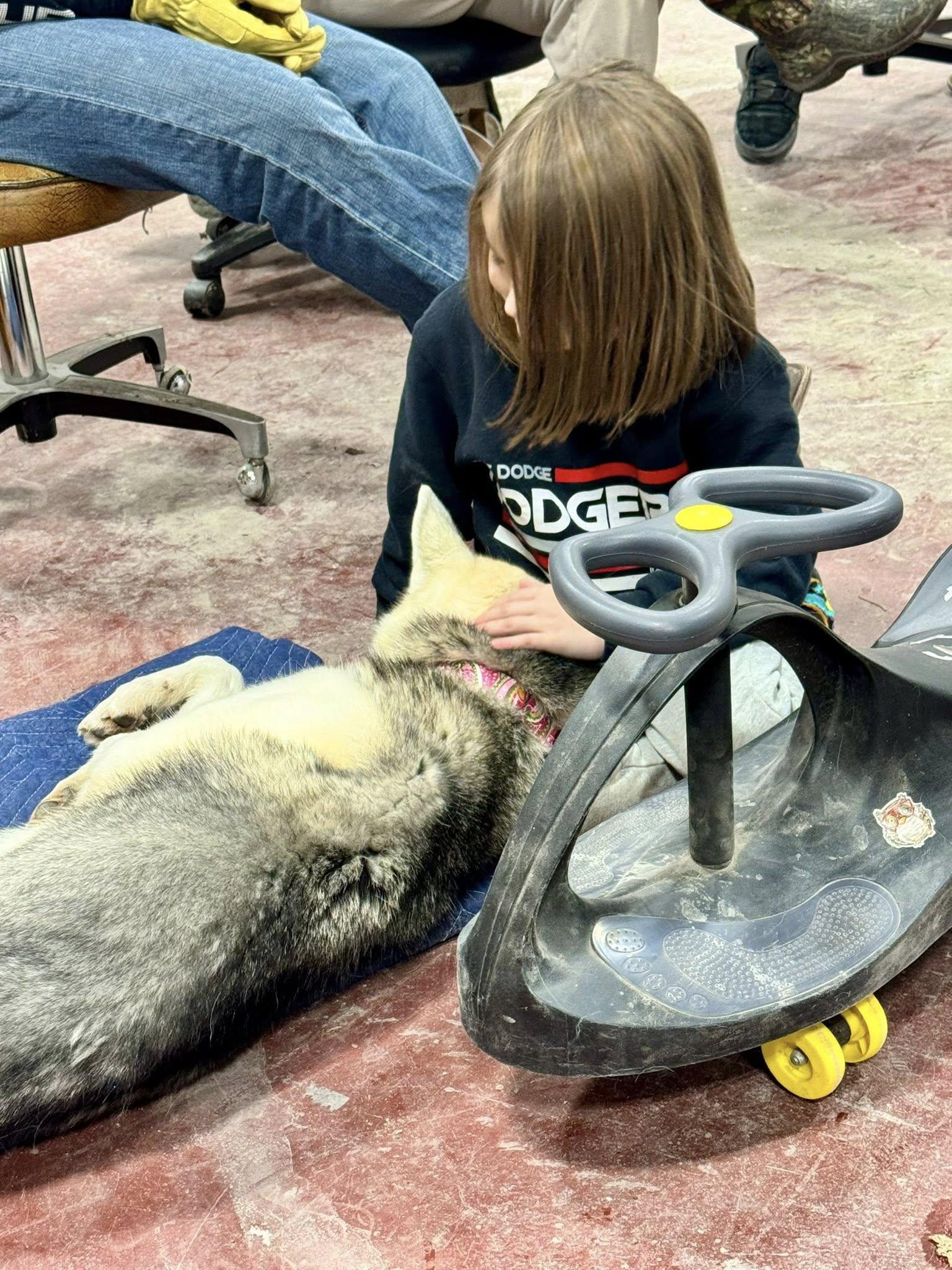Enlarge Sheba , a ADOPTABLE mixed breed in Clarion, IA image 4/6