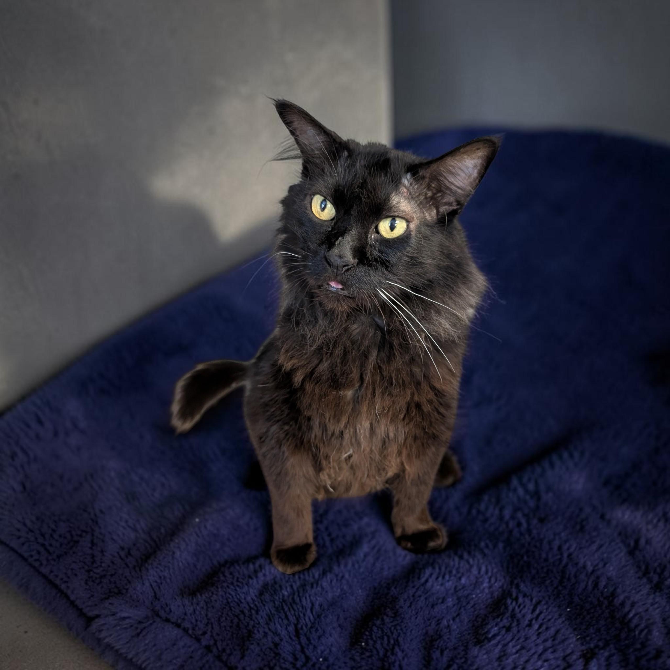 Enlarge Maui, a Adoptable mixed breed in Hartford, CT image 4/4