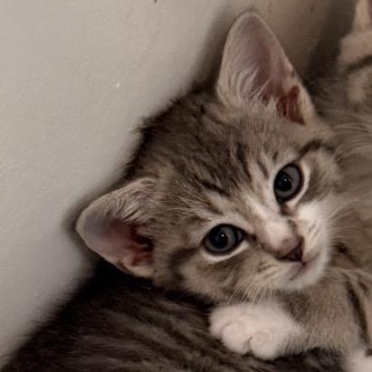 Ari, ADOPTABLE, Kitten Female Domestic Short Hair.