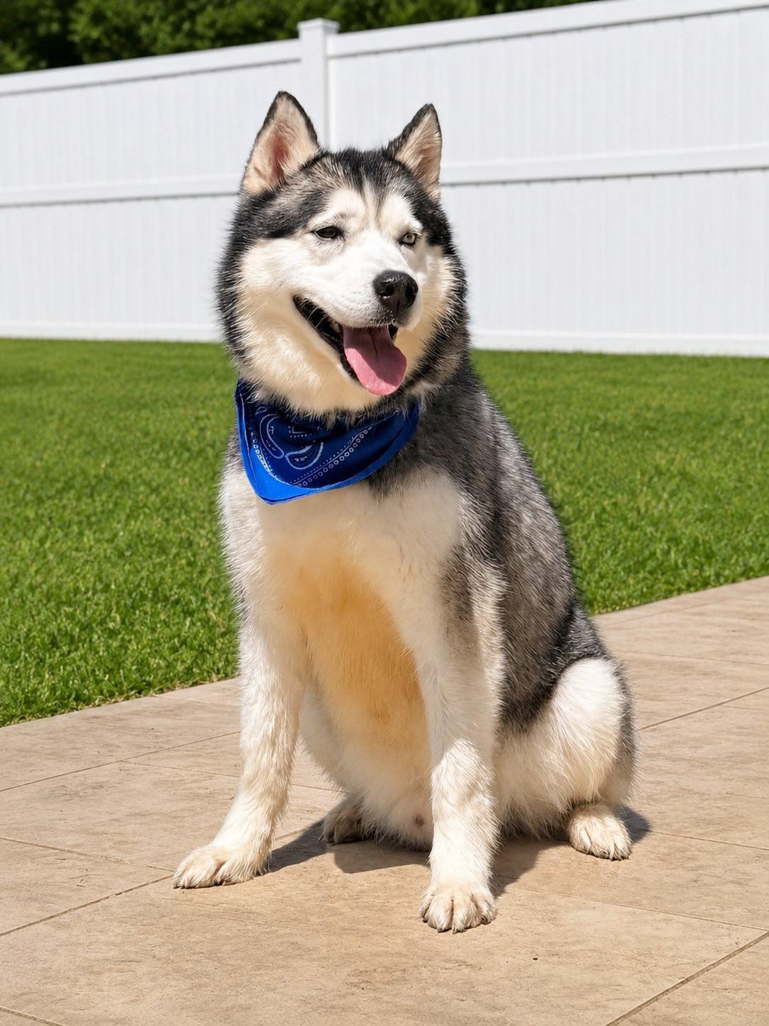 Enlarge Akayo, a Adoptable Siberian Husky in Old Westbury, NY image 3/6
