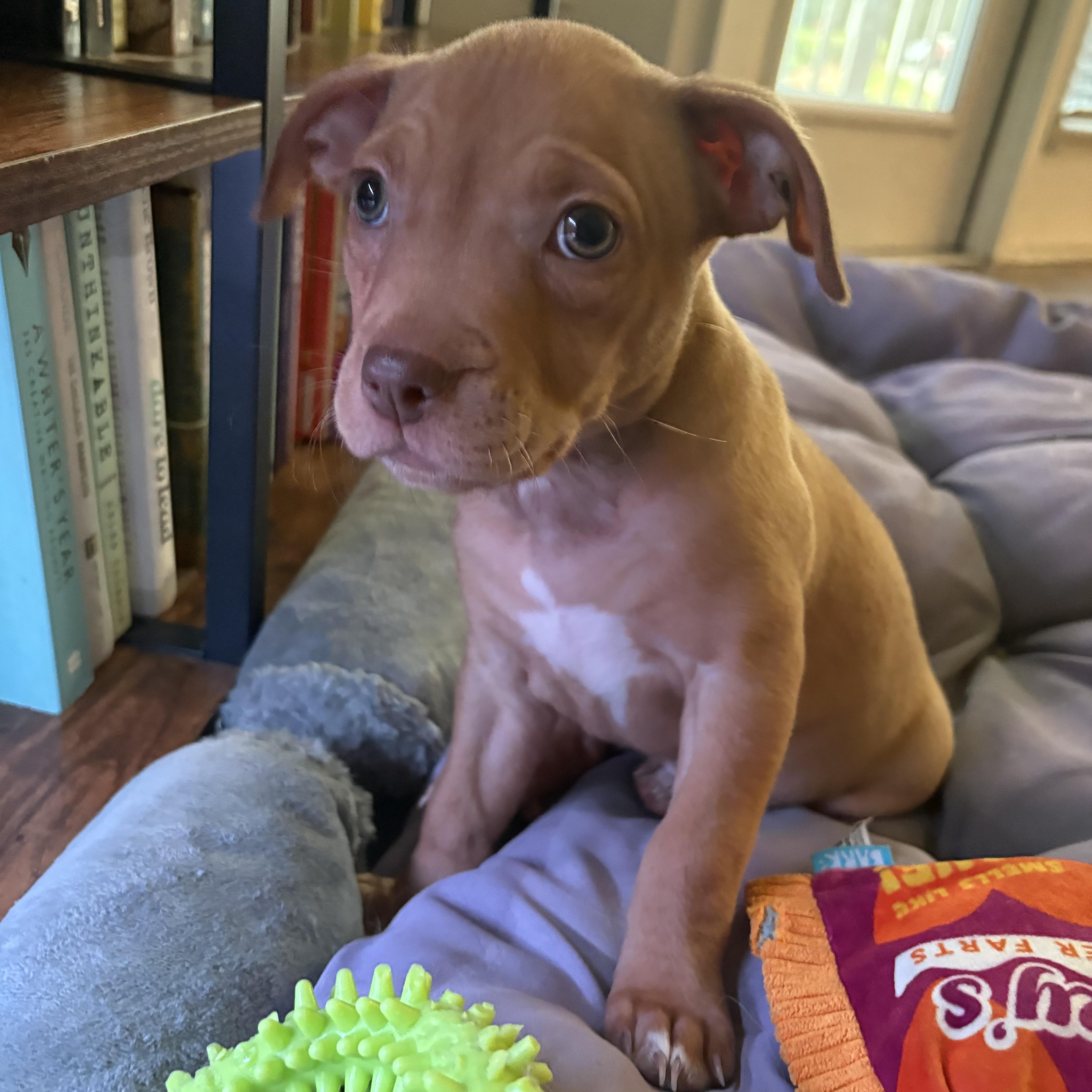 Enlarge Crush, an adopted Mixed Breed in Charleston, SC image 1/1