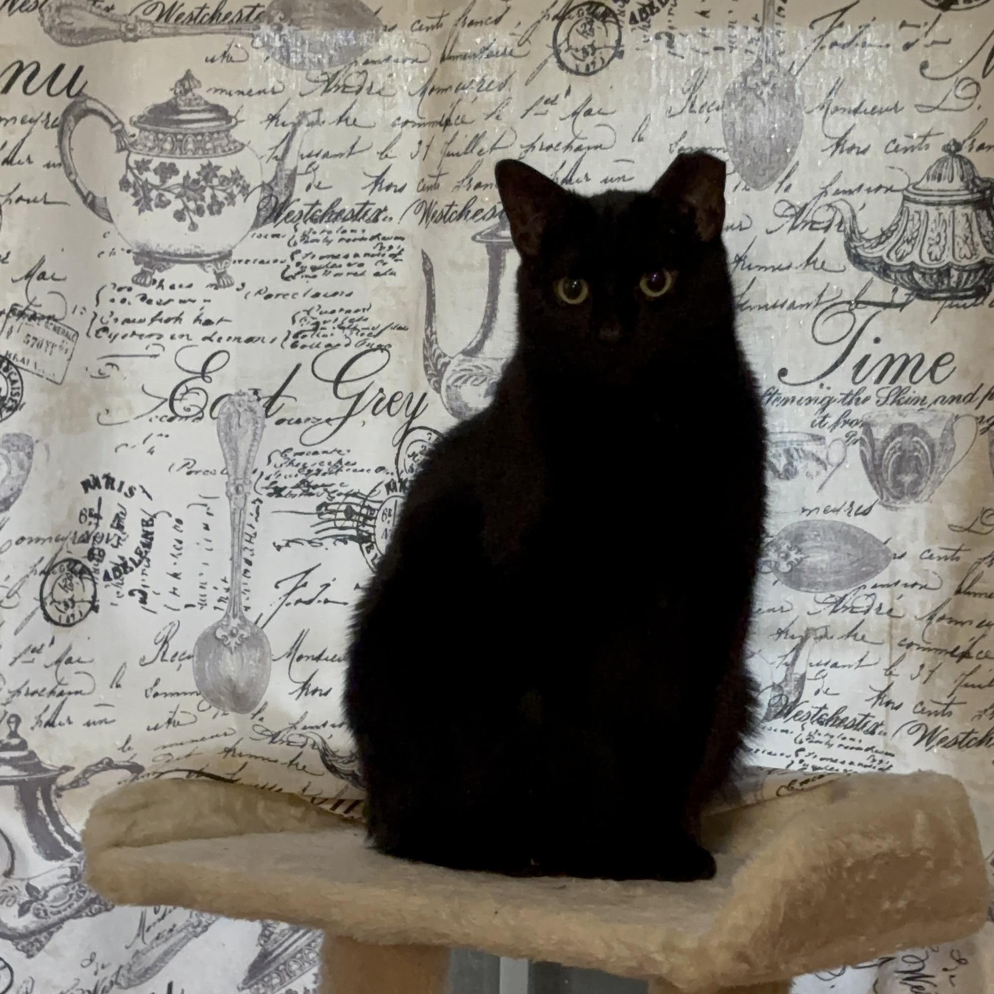 GOMEZ, Adult Male Domestic Short Hair