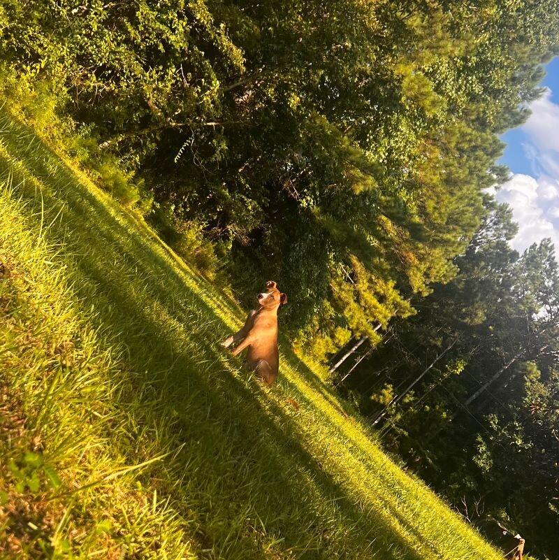 Enlarge Woodstock, a Adoptable mixed breed in Thomasville, AL image 1/4