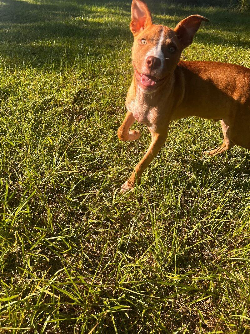 Enlarge Woodstock, a Adoptable mixed breed in Thomasville, AL image 2/4