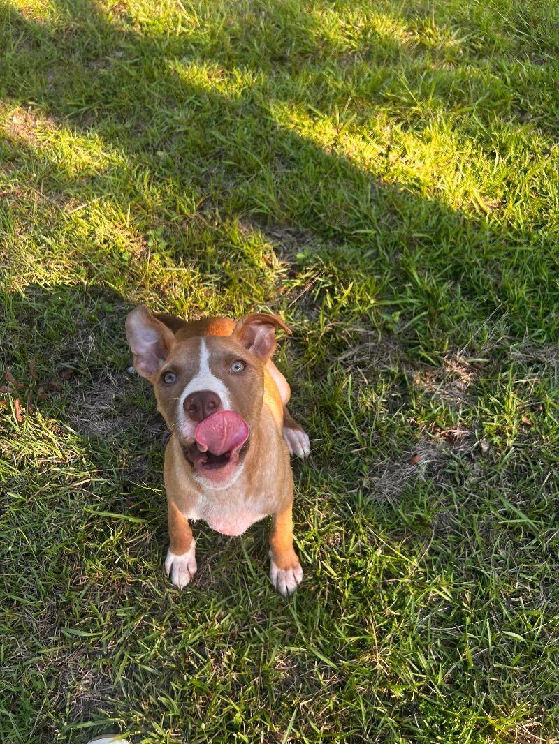 Enlarge Woodstock, a Adoptable mixed breed in Thomasville, AL image 4/4