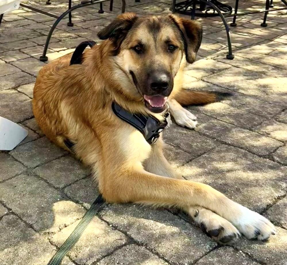 Enlarge Mr. Murph, an adoptable mixed breed in Palatine, IL image 1/5