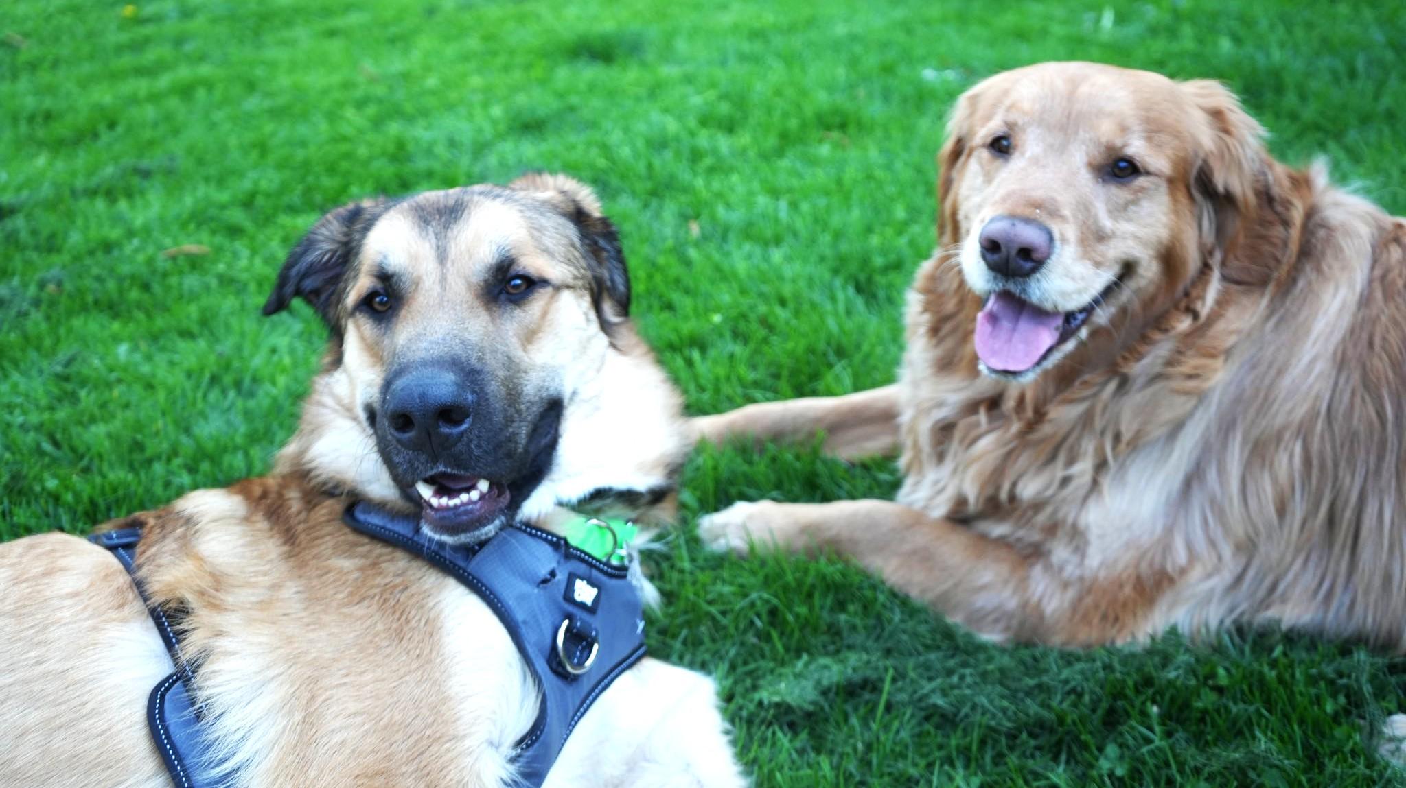 Enlarge Mr. Murph, an adoptable mixed breed in Palatine, IL image 4/5