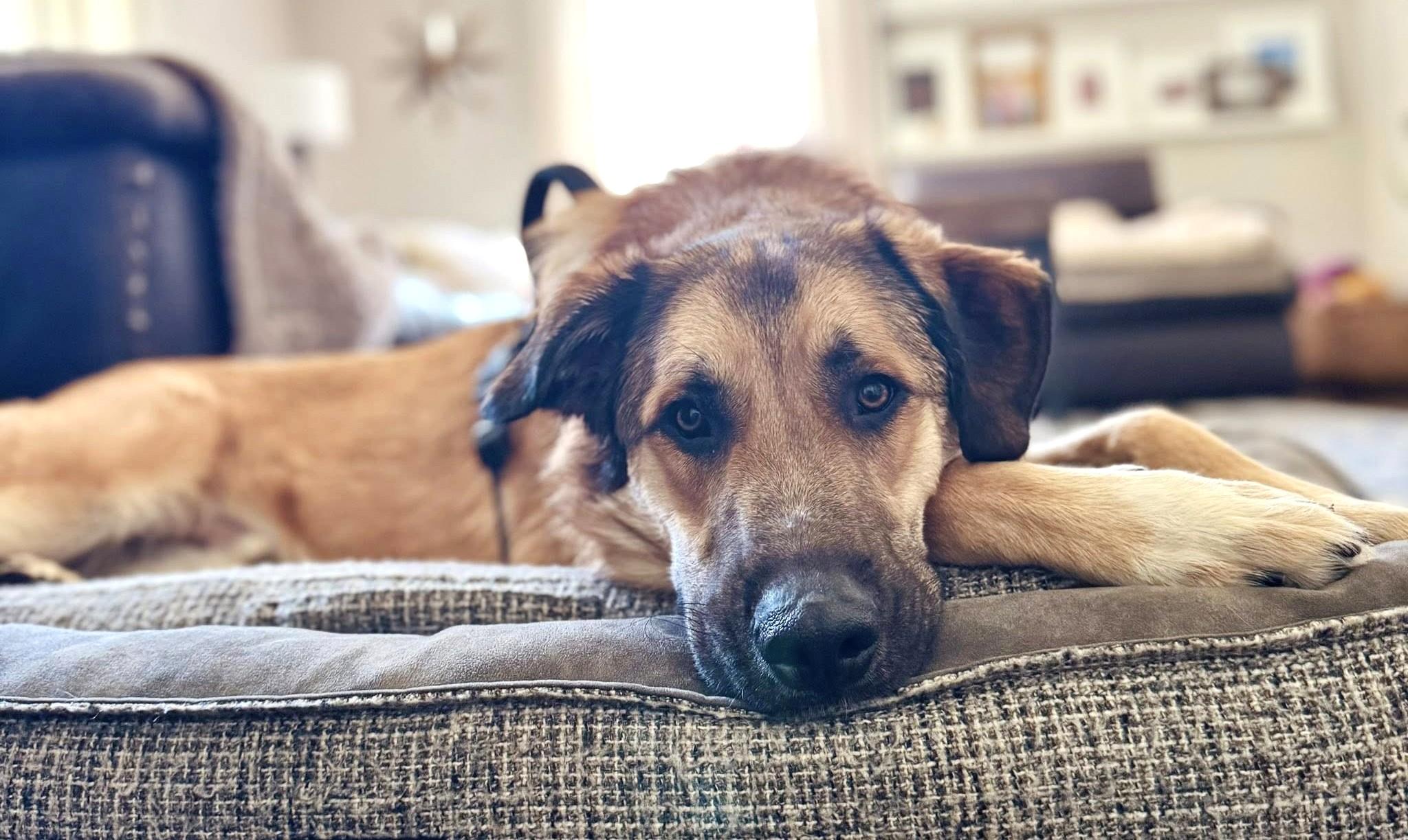 Enlarge Mr. Murph, an adoptable mixed breed in Palatine, IL image 3/5