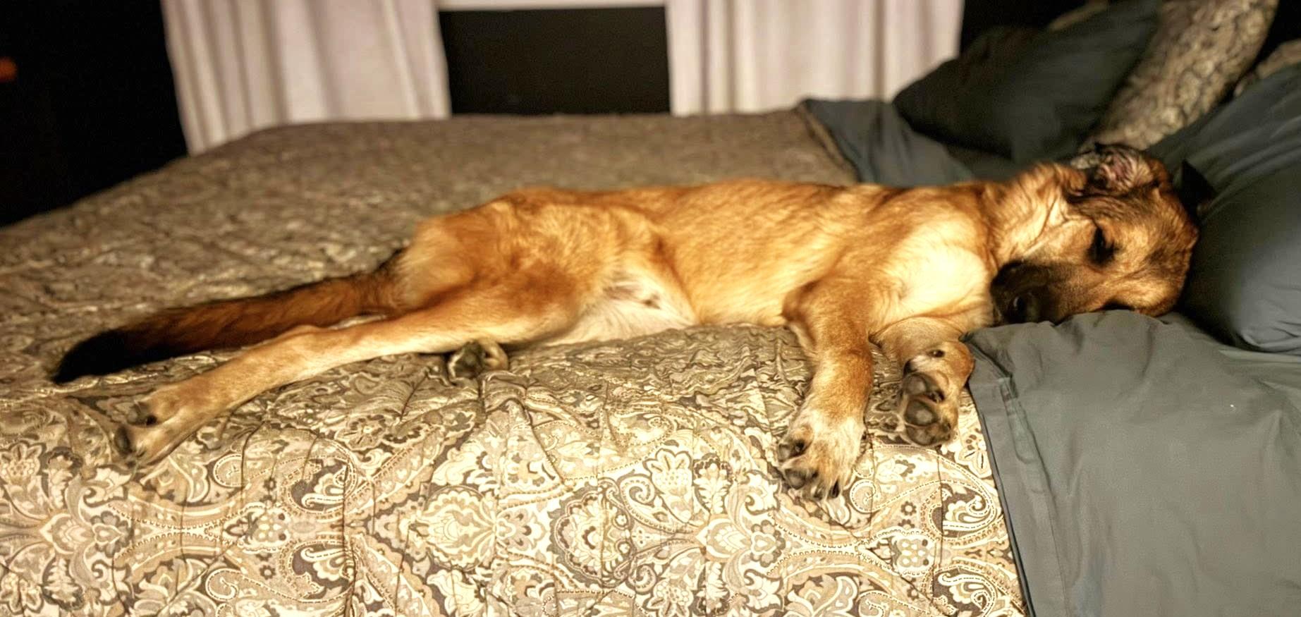 Enlarge Mr. Murph, an adoptable mixed breed in Palatine, IL image 5/5