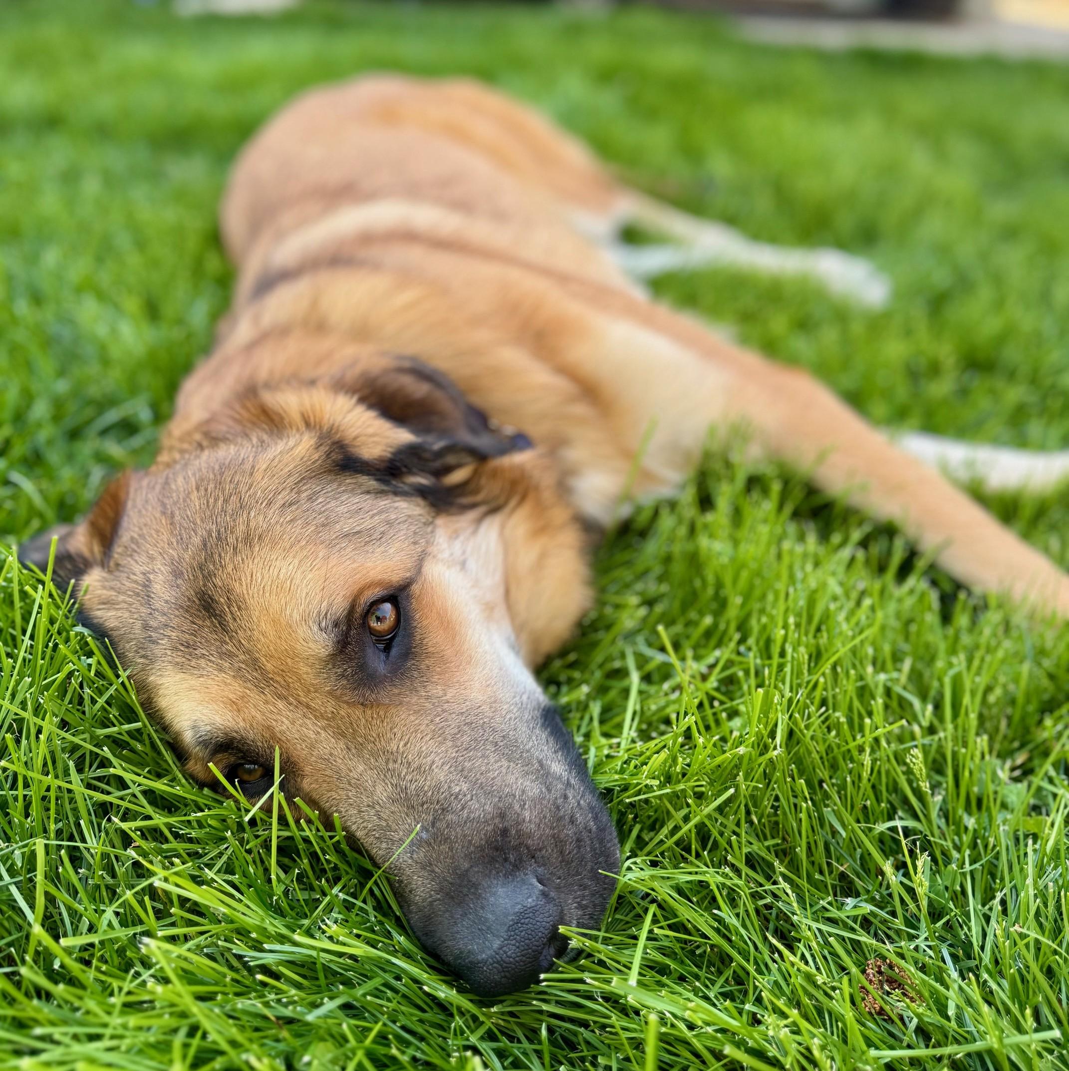 Enlarge Mr. Murph, an adoptable mixed breed in Palatine, IL image 2/5