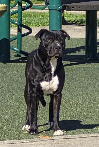 Enlarge MICHAEANGELO, a Adoptable Pit Bull Terrier in Dayton, OH image 1/1