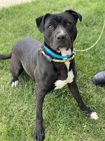 MICHELANGELO, Adoptable, Young Male Pit Bull Terrier.